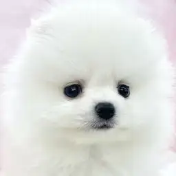 【 ポメラニアン 】プレミアム要素が詰まったハイレベルポメラニアンがやってきた！