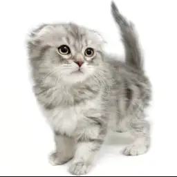 スコティッシュフォールド