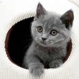 【 ブリティッシュショートヘア 】天真爛漫まん丸女子、ブリちゃん