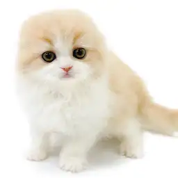 フォールデックス