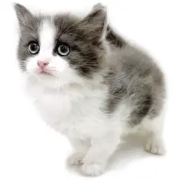 ノルウェージャンフォレストキャット