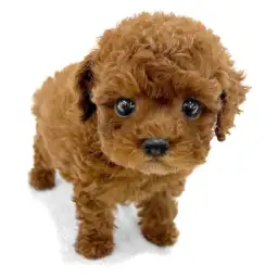 トイ・プードル