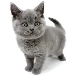 ブリティッシュショートヘア