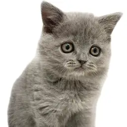 【 ブリティッシュショートヘア 】丸猫代表！究極の癒しキャットが埼玉川口に登場！