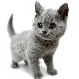 ブリティッシュショートヘア