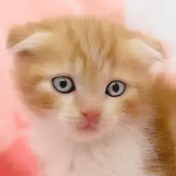 【 スコティッシュフォールド 】レッドタビーが美しい垂れ耳丸顔の癒し系ニャンコ！