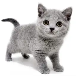 ブリティッシュショートヘア