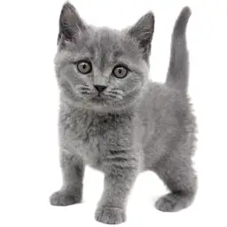 ブリティッシュショートヘア