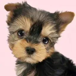 【 ヨークシャーテリア 】穏やかな性格の大人顔女子が杉並区に登場