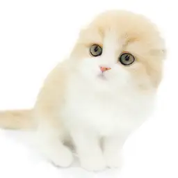 フォールデックス