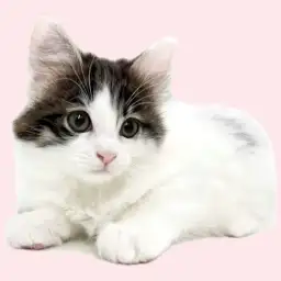 【 メインクーン 】ブラウンタビー＆ホワイトの穏やかな女の子が埼玉浦和に登場