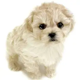 MIX（マルチーズ×トイプードル）