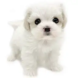 MIX（マルチーズ×キャバリアキングチャールズスパニエル）