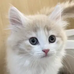 【 サイベリアン 】北欧の妖精、モフモフ甘えん坊な男の子