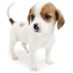 ジャックラッセルテリア