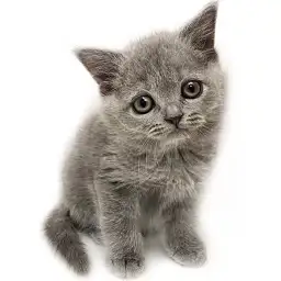 ブリティッシュショートヘア