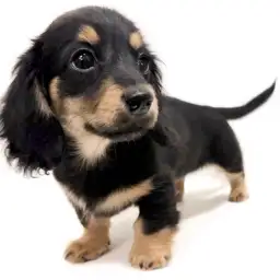 カニンヘン・ダックスフント