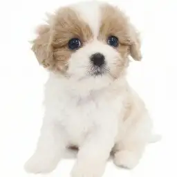 MIX（キャバリアキングチャールズスパニエル×ビションフリーゼ）