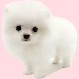 【 ポメラニアン 】笑顔が可愛い甘えん坊なホワイトの男の子が埼玉浦和に登場