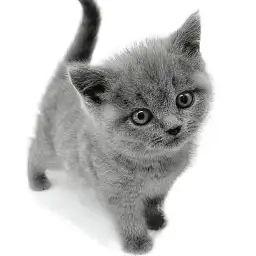 ブリティッシュショートヘア