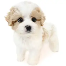 MIX（キャバリアキングチャールズスパニエル×ビションフリーゼ）