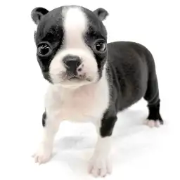 ボストンテリア