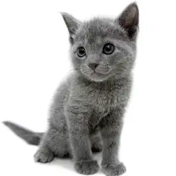 ロシアンブルー