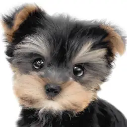 【 ヨーキー 】父はチャンピオン犬！小さめサイズで愛らしいルックスのプレミアム娘