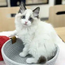 【 ラグドール 】生後2ヶ月のリアルぬいぐるみ！癒しの天使降臨