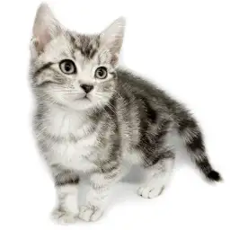 アメリカンショートヘア