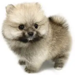 ポメラニアン