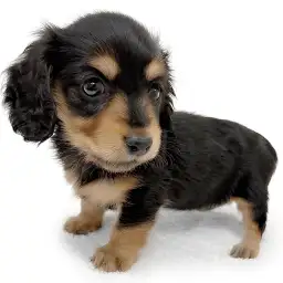 ミニチュア・ダックスフント