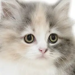 【 サイベリアン 】希少カラーで上品なルックスが唯一無二の存在感溢れる女の子