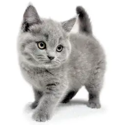 ブリティッシュショートヘア