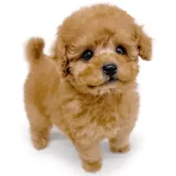 トイ・プードル