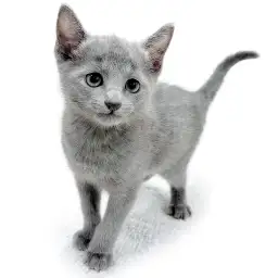 ロシアンブルー