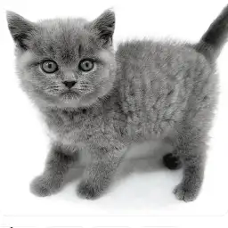 ブリティッシュショートヘア