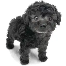 トイ・プードル