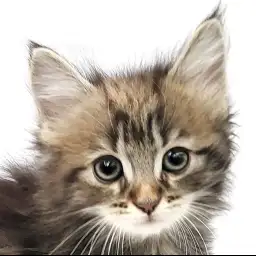 【 ノルウェージャンフォレストキャット 】グイグイ甘えてくる男の子が日暮里に登場