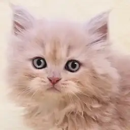 【 ラガマフィン 】猫界のテディベア！クリームタビーの温厚な女の子！