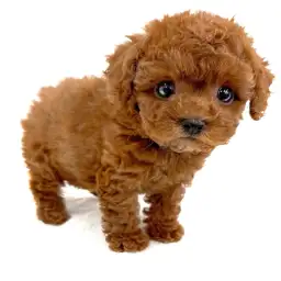 トイ・プードル