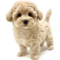 MIX（マルチーズ×トイプードル）