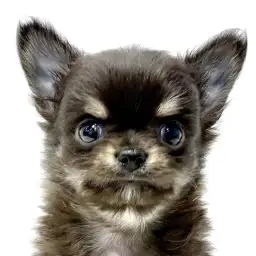 【 チワワ 】寄り添い上手なチョコタンホワイトくんが仲間入り