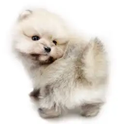 【 ポメラニアン 】まさにぬいぐるみ！たぬき顔が可愛過ぎる男の子