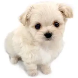 MIX（マルチーズ×チワワ）