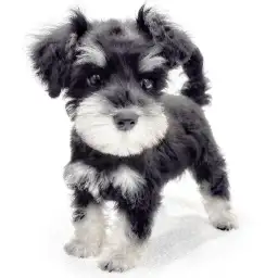 ミニチュア・シュナウザー