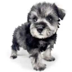 ミニチュア・シュナウザー