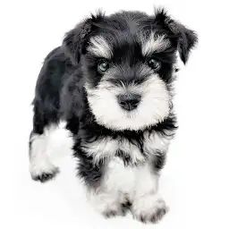 ミニチュア・シュナウザー