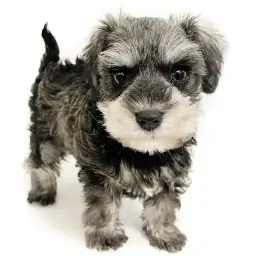 ミニチュア・シュナウザー