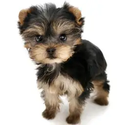 ヨークシャーテリア